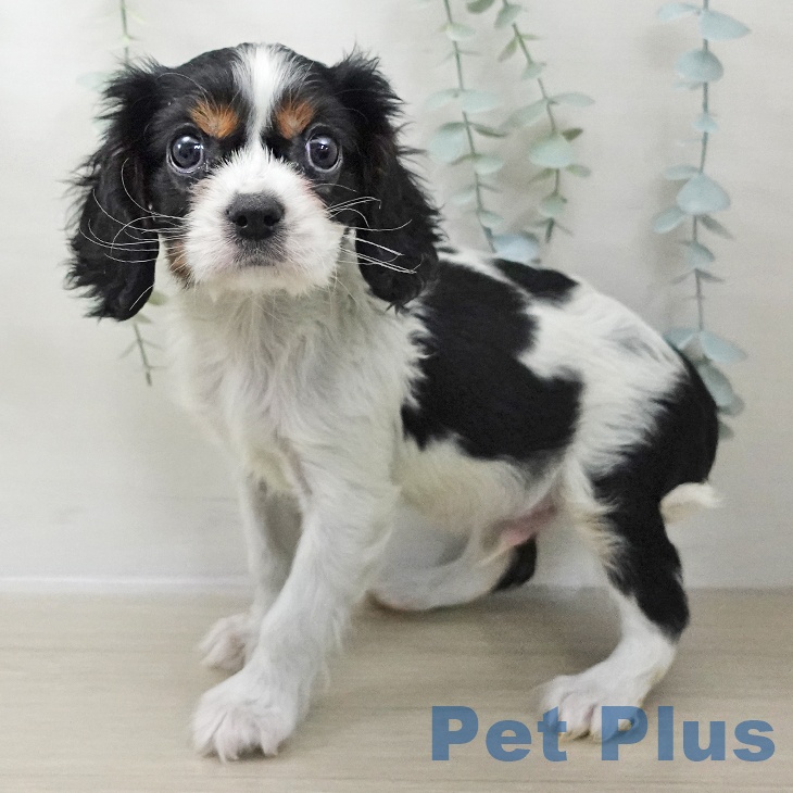 東京都のキャバリアキングチャールズスパニエル (ペットプラス アクアシティお台場店/2025年11月16日生まれ/男の子/トライカラー)の子犬の1枚目の画像