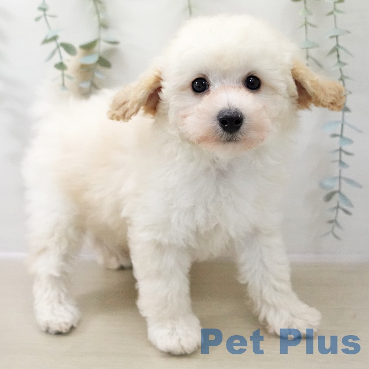 神奈川県のトイプードル(トイ) (ペットプラス ゆめが丘ソラトス店/2025年11月15日生まれ/男の子/クリーム)の子犬の1枚目の画像