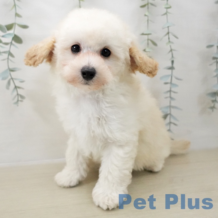 神奈川県のトイプードル(トイ) (ペットプラス ゆめが丘ソラトス店/2025年11月15日生まれ/男の子/クリーム)の子犬の2枚目の画像