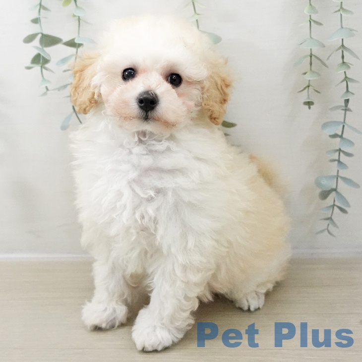 長野県のトイプードル(トイ) (ペットプラス 松本店/2025年11月15日生まれ/男の子/クリーム)の子犬の1枚目の画像