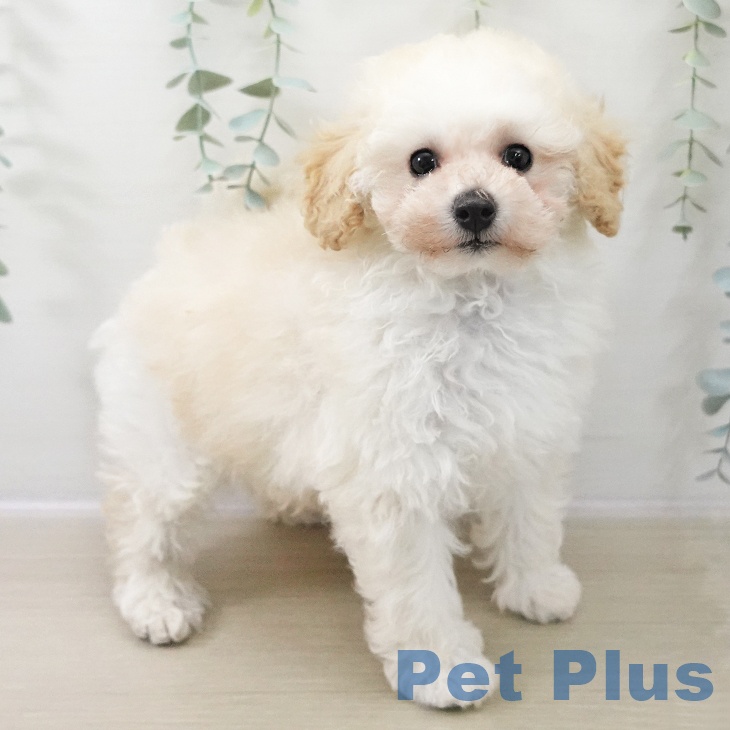 長野県のトイプードル(トイ) (ペットプラス 松本店/2025年11月15日生まれ/男の子/クリーム)の子犬の2枚目の画像