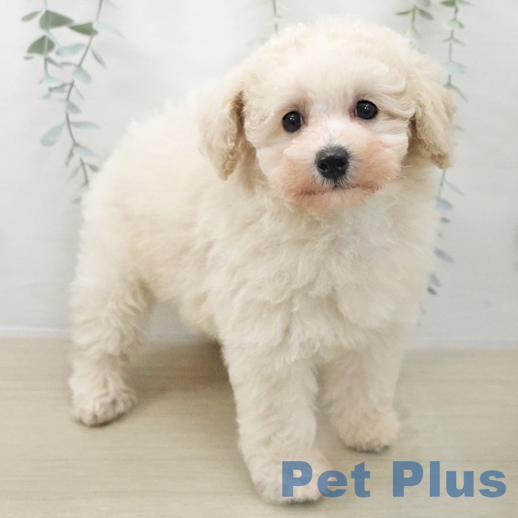 宮城県のトイプードル(トイ) (ペットプラス 名取店/2025年11月15日生まれ/女の子/クリーム)の子犬の1枚目の画像