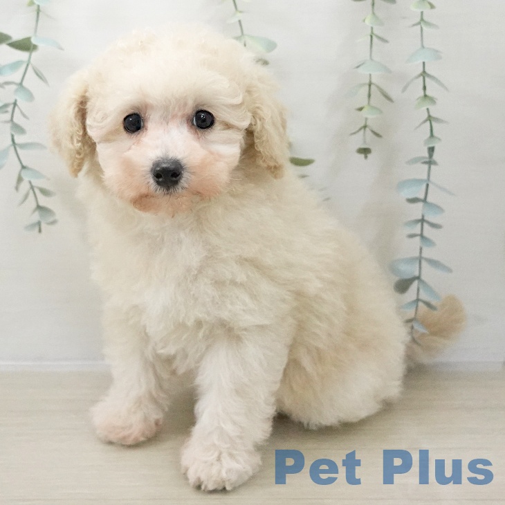 宮城県のトイプードル(トイ) (ペットプラス 名取店/2025年11月15日生まれ/女の子/クリーム)の子犬の2枚目の画像
