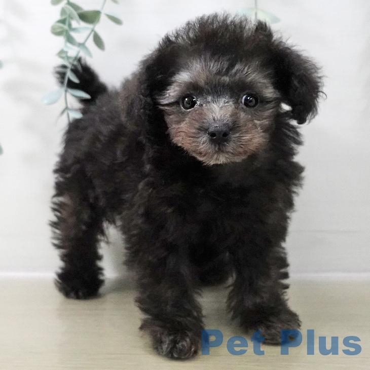 千葉県のトイプードル(トイ) (ペッツワン 千葉ニュータウン店/2025年11月16日生まれ/女の子/シルバー)の子犬の1枚目の画像