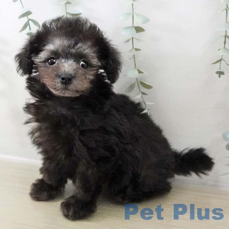 千葉県のトイプードル(トイ) (ペッツワン 千葉ニュータウン店/2025年11月16日生まれ/女の子/シルバー)の子犬の2枚目の画像