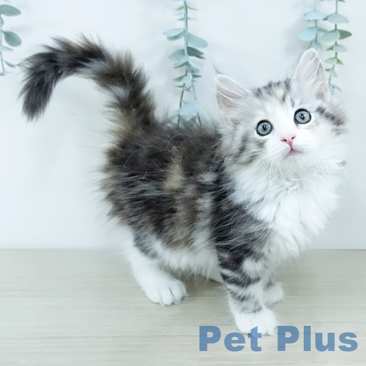 埼玉県のサイベリアン (ペットプラス 羽生店/2025年11月12日生まれ/女の子/シルバーパッチドタビーホワイト)の子猫の1枚目の画像