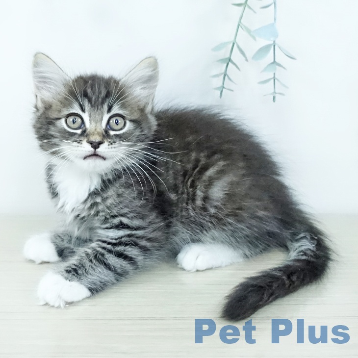 福島県のサイベリアン (ペットプラス 福島店/2025年11月19日生まれ/男の子/ブラウンタビーホワイト)の子猫の1枚目の画像
