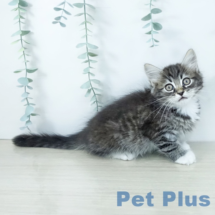 福島県のサイベリアン (ペットプラス 福島店/2025年11月19日生まれ/男の子/ブラウンタビーホワイト)の子猫の2枚目の画像