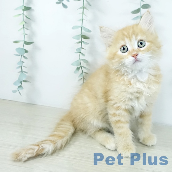 神奈川県のサイベリアン (ペットプラス 新百合丘店/2025年11月19日生まれ/男の子/レッドタビーホワイト)の子猫の1枚目の画像