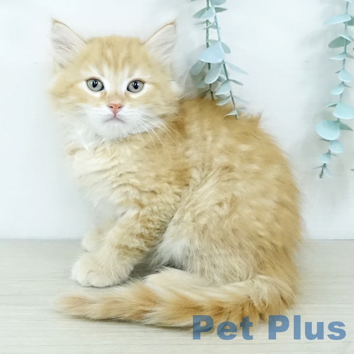 神奈川県のサイベリアン (ペットプラス 新百合丘店/2025年11月19日生まれ/男の子/レッドタビーホワイト)の子猫の2枚目の画像