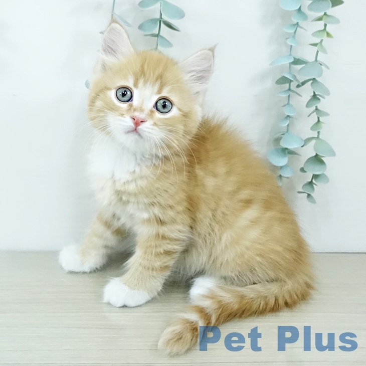 山梨県のサイベリアン (ペットプラス 甲府国母店/2025年11月19日生まれ/男の子/レッドタビーホワイト)の子猫の1枚目の画像