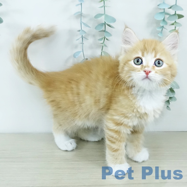 山梨県のサイベリアン (ペットプラス 甲府国母店/2025年11月19日生まれ/男の子/レッドタビーホワイト)の子猫の2枚目の画像