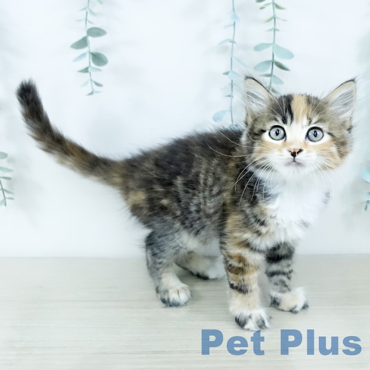 東京都のサイベリアン (ペッツワン 南砂町SUNAMO店/2025年11月19日生まれ/女の子/キャリコ)の子猫の2枚目の画像