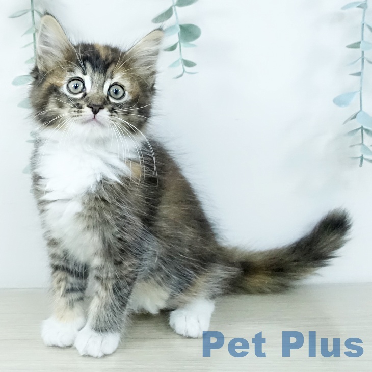 千葉県のサイベリアン (ペットプラス 船橋店/2025年11月18日生まれ/女の子/キャリコ)の子猫の1枚目の画像