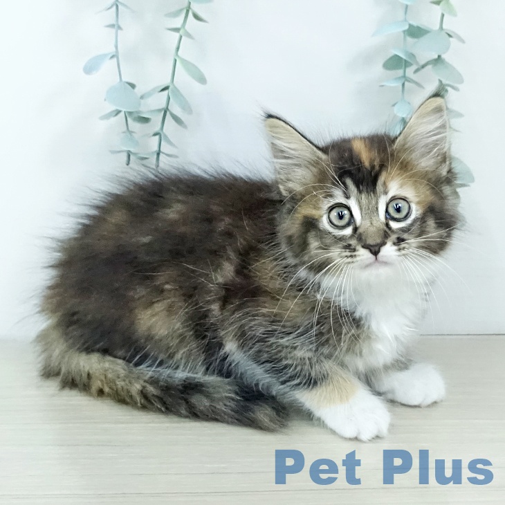 千葉県のサイベリアン (ペットプラス 船橋店/2025年11月18日生まれ/女の子/キャリコ)の子猫の2枚目の画像