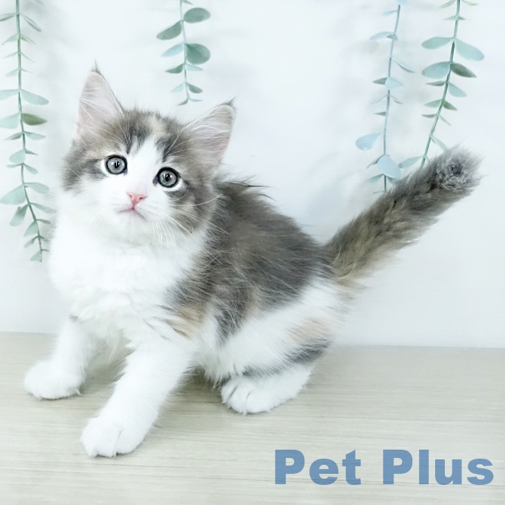 山梨県のサイベリアン (ペットプラス 甲府昭和店/2025年11月18日生まれ/女の子/ダイリュートキャリコ)の子猫の1枚目の画像
