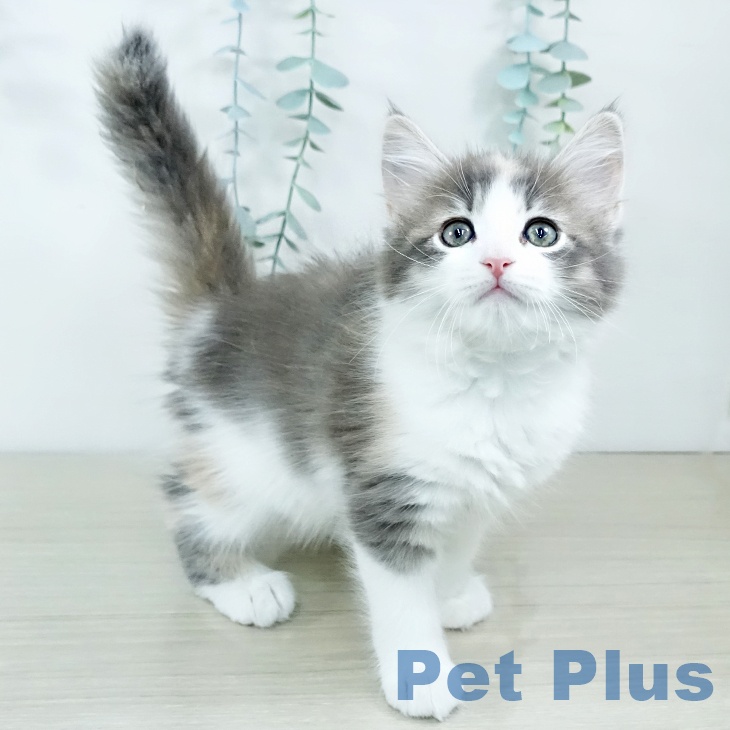 山梨県のサイベリアン (ペットプラス 甲府昭和店/2025年11月18日生まれ/女の子/ダイリュートキャリコ)の子猫の2枚目の画像