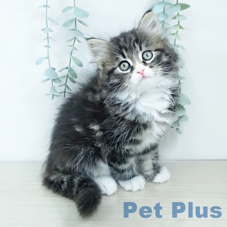 熊本県のサイベリアン (ペットプラス 熊本店/2025年11月19日生まれ/男の子/ブラウンタビーホワイト)の子猫