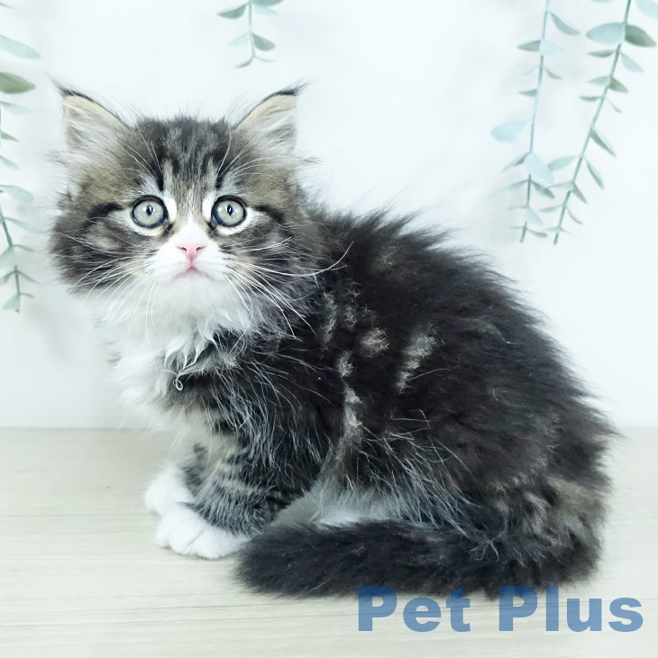 熊本県のサイベリアン (ペットプラス 熊本店/2025年11月19日生まれ/男の子/ブラウンタビーホワイト)の子猫の2枚目の画像
