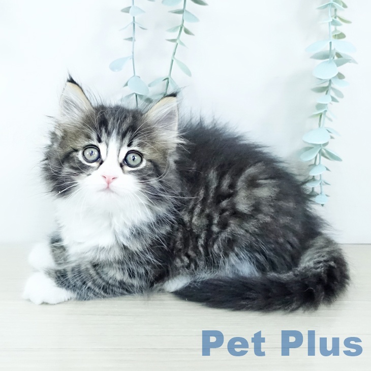 東京都のサイベリアン (ペットプラス 立川高島屋S.C.店/2025年11月19日生まれ/男の子/ブラウンタビーホワイト)の子猫の1枚目の画像