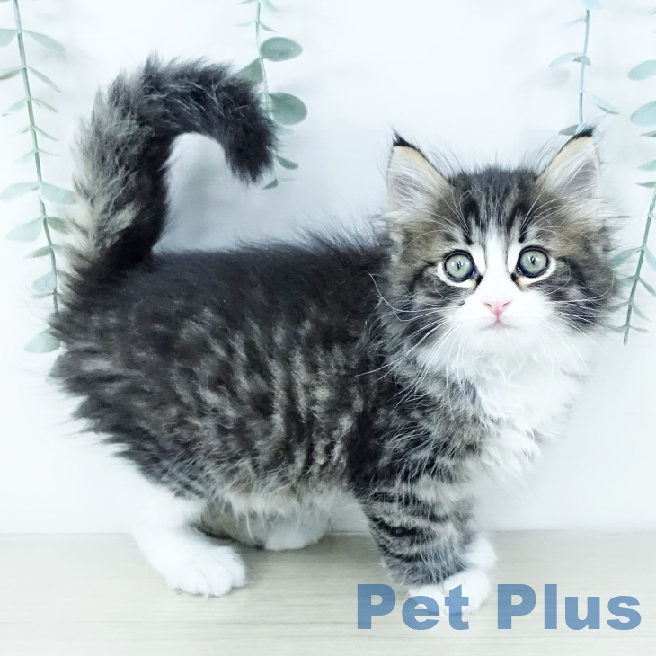 東京都のサイベリアン (ペットプラス 立川高島屋S.C.店/2025年11月19日生まれ/男の子/ブラウンタビーホワイト)の子猫の2枚目の画像
