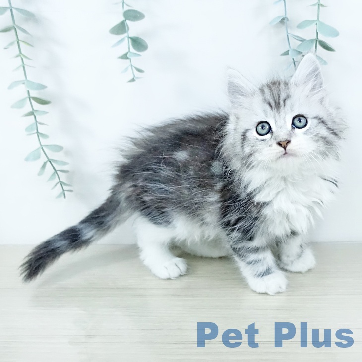 福岡県のサイベリアン (ペットプラス 福岡店/2025年11月19日生まれ/男の子/シルバータビーホワイト)の子猫の1枚目の画像