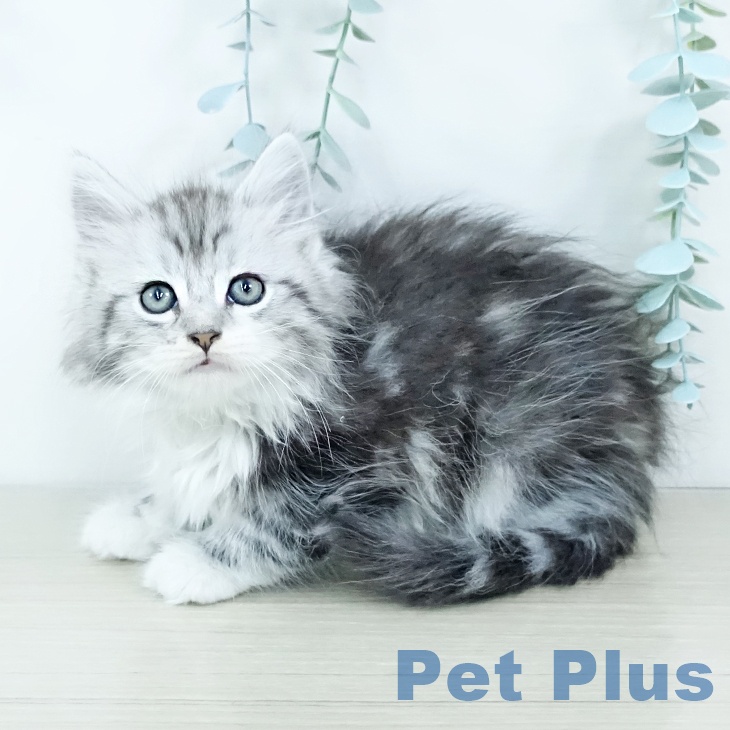 福岡県のサイベリアン (ペットプラス 福岡店/2025年11月19日生まれ/男の子/シルバータビーホワイト)の子猫の2枚目の画像