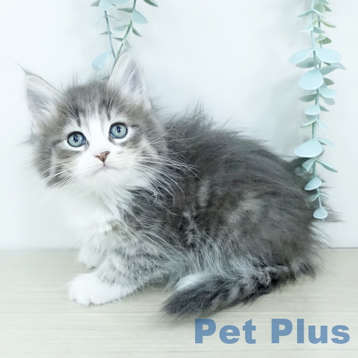 宮城県のサイベリアン (ペットプラス 仙台上杉店/2025年11月19日生まれ/男の子/ブルータビーホワイト)の子猫の1枚目の画像