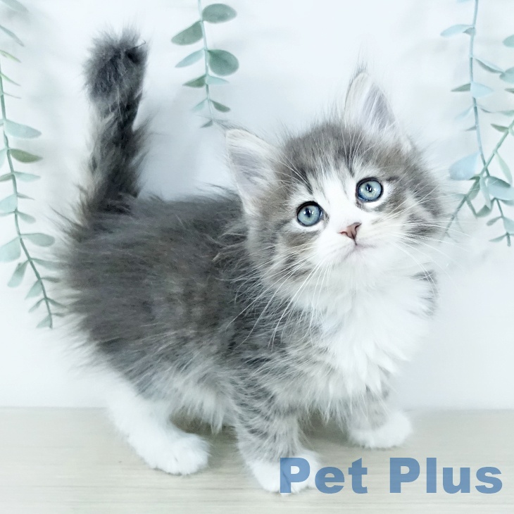 宮城県のサイベリアン (ペットプラス 仙台上杉店/2025年11月19日生まれ/男の子/ブルータビーホワイト)の子猫の2枚目の画像