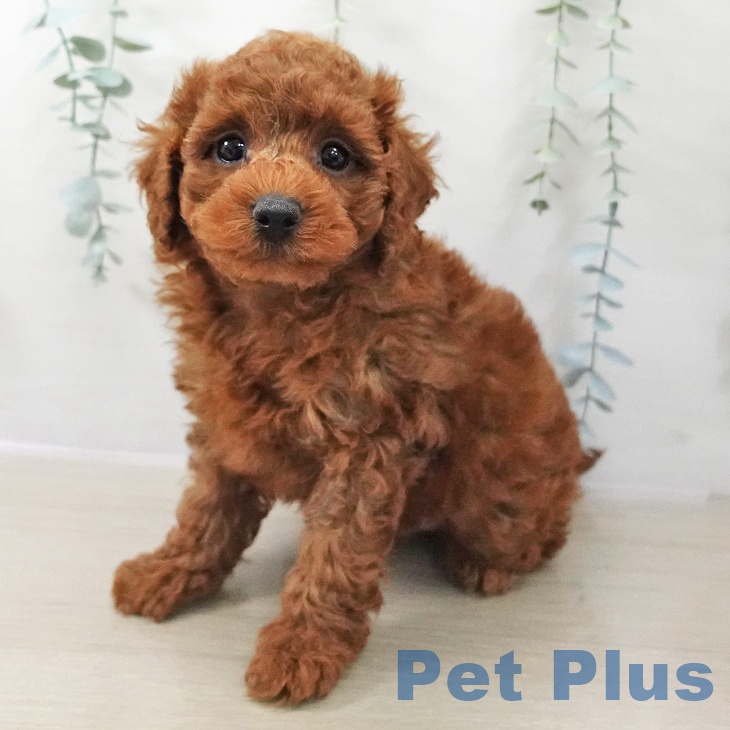 長野県のトイプードル(トイ) (ペットプラス 長野店/2025年11月16日生まれ/男の子/レッド)の子犬の1枚目の画像