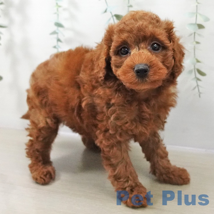 長野県のトイプードル(トイ) (ペットプラス 長野店/2025年11月16日生まれ/男の子/レッド)の子犬の2枚目の画像