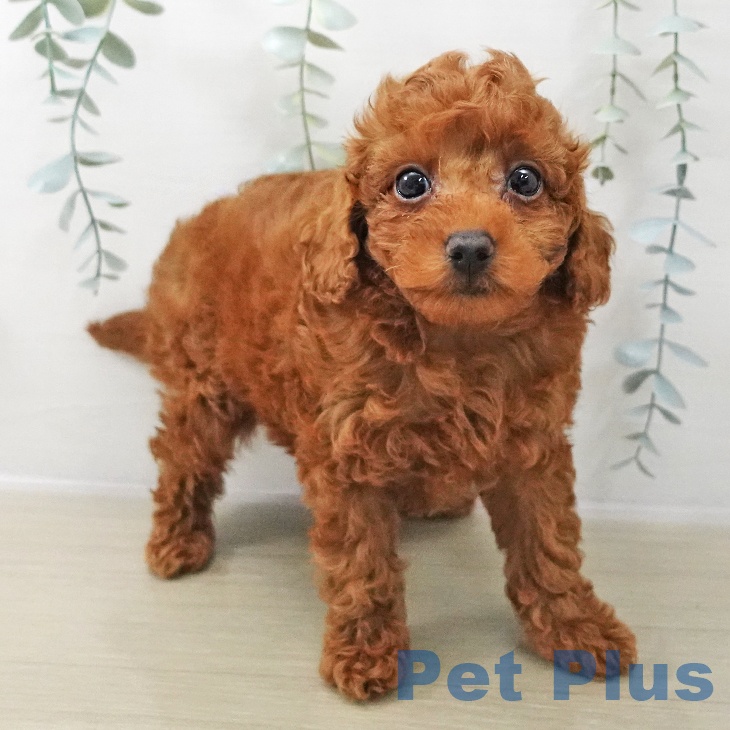 岩手県のトイプードル(トイ) (ペットプラス 盛岡南店/2025年11月16日生まれ/男の子/レッド)の子犬の1枚目の画像