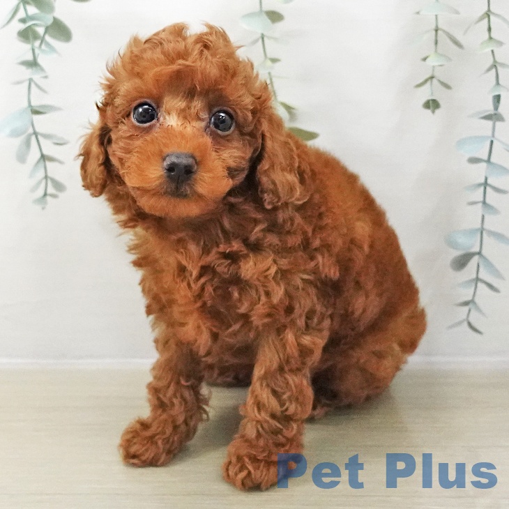 岩手県のトイプードル(トイ) (ペットプラス 盛岡南店/2025年11月16日生まれ/男の子/レッド)の子犬の2枚目の画像