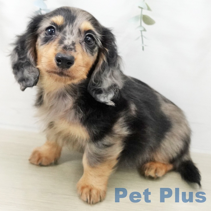 千葉県のカニンヘンダックスフンド(ロング) (ペットプラス 幕張新都心店/2025年11月20日生まれ/男の子/シルバーダップル)の子犬の1枚目の画像