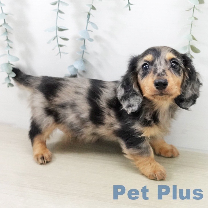 千葉県のカニンヘンダックスフンド(ロング) (ペットプラス 幕張新都心店/2025年11月20日生まれ/男の子/シルバーダップル)の子犬の2枚目の画像