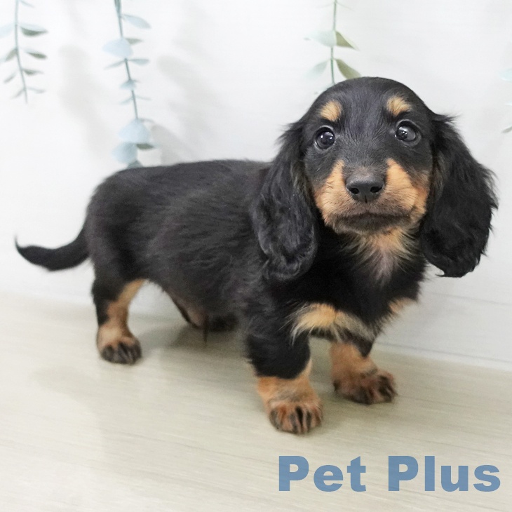 埼玉県のカニンヘンダックスフンド(ロング) (ペッツワン 吉川美南店/2025年11月20日生まれ/男の子/ブラックタン)の子犬の1枚目の画像