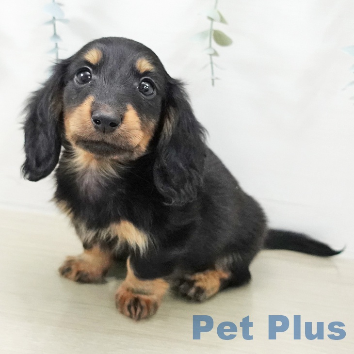 埼玉県のカニンヘンダックスフンド(ロング) (ペッツワン 吉川美南店/2025年11月20日生まれ/男の子/ブラックタン)の子犬の2枚目の画像