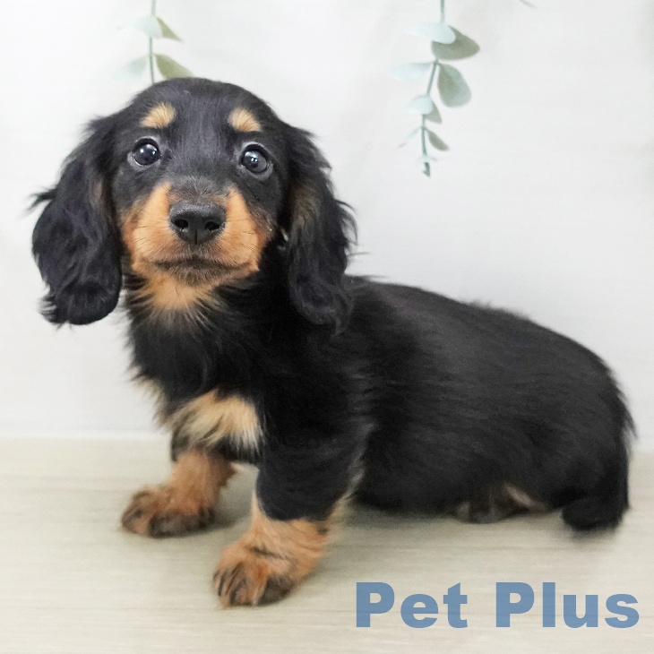 山形県のカニンヘンダックスフンド(ロング) (ペットプラス 天童店/2025年11月20日生まれ/女の子/ブラックタン)の子犬の1枚目の画像