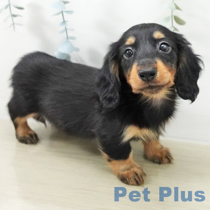 山形県のカニンヘンダックスフンド(ロング) (ペットプラス 天童店/2025年11月20日生まれ/女の子/ブラックタン)の子犬の2枚目の画像