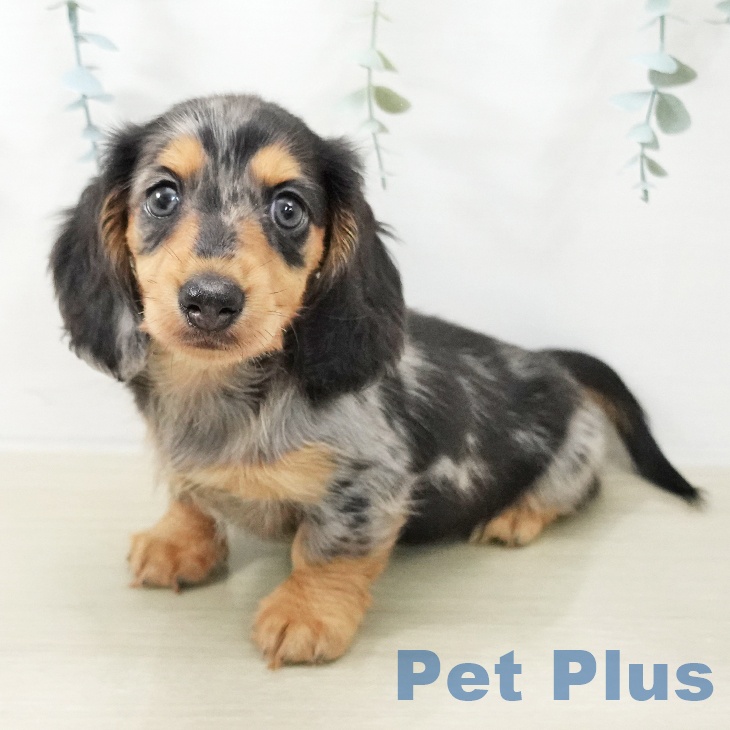 埼玉県のカニンヘンダックスフンド(ロング) (ペットプラス 浦和美園店/2025年11月18日生まれ/男の子/シルバーダップル)の子犬の1枚目の画像