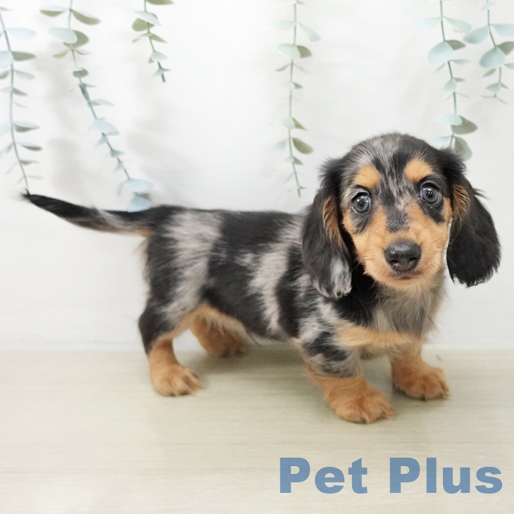 埼玉県のカニンヘンダックスフンド(ロング) (ペットプラス 浦和美園店/2025年11月18日生まれ/男の子/シルバーダップル)の子犬の2枚目の画像