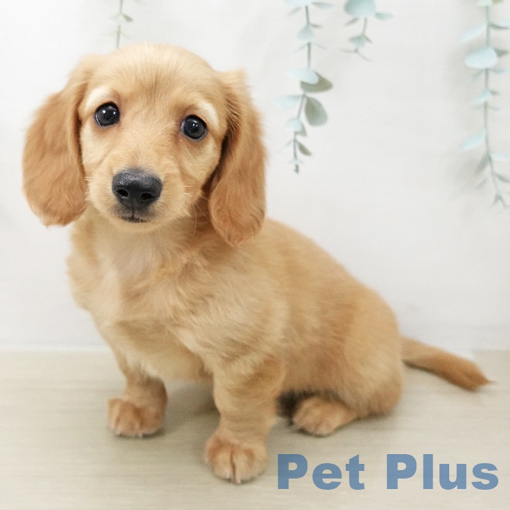 宮城県のカニンヘンダックスフンド(ロング) (ペットプラス 名取店/2025年11月18日生まれ/男の子/ゴールド)の子犬