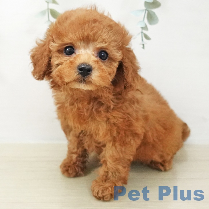 神奈川県のトイプードル(トイ) (ペットプラス テラスモール湘南店/2025年11月16日生まれ/男の子/レッドフォーン)の子犬の1枚目の画像