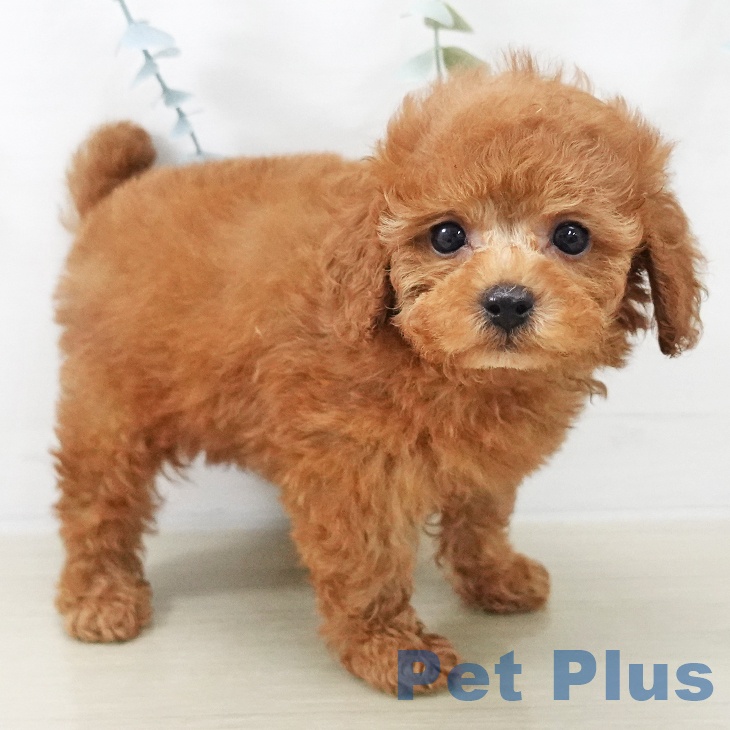 神奈川県のトイプードル(トイ) (ペットプラス テラスモール湘南店/2025年11月16日生まれ/男の子/レッドフォーン)の子犬の2枚目の画像