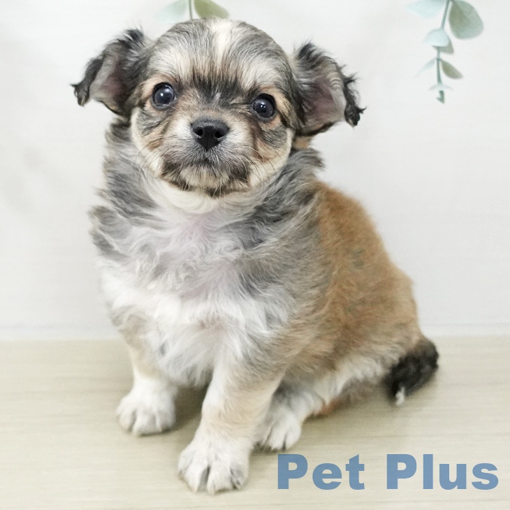 埼玉県のチワワ(ロング) (ペットプラス 上尾店/2025年11月16日生まれ/男の子/フォーンホワイト)の子犬の1枚目の画像