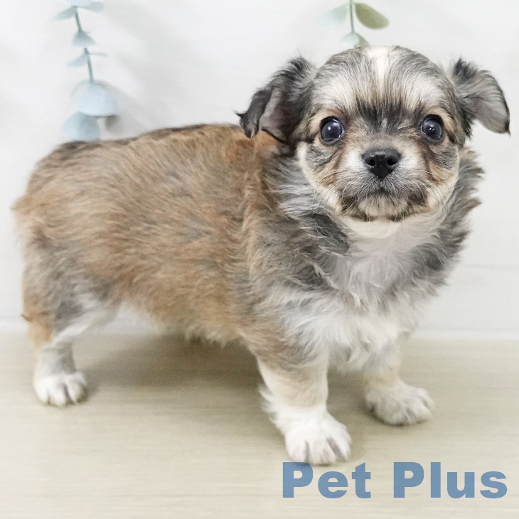 埼玉県のチワワ(ロング) (ペットプラス 上尾店/2025年11月16日生まれ/男の子/フォーンホワイト)の子犬の2枚目の画像