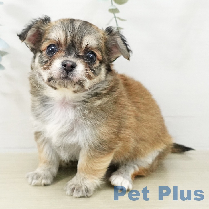 埼玉県のチワワ(ロング) (ペッツワン 吉川美南店/2025年11月16日生まれ/男の子/フォーンホワイト)の子犬の1枚目の画像