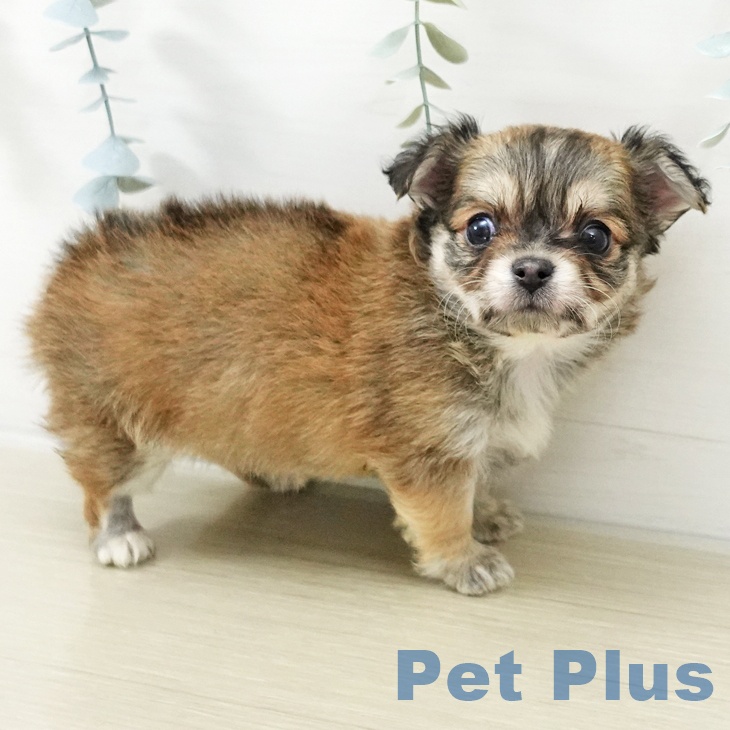 埼玉県のチワワ(ロング) (ペッツワン 吉川美南店/2025年11月16日生まれ/男の子/フォーンホワイト)の子犬の2枚目の画像