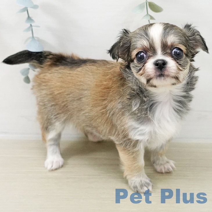 福島県のチワワ(ロング) (ペットプラス 福島店/2025年11月16日生まれ/女の子/フォーンホワイト)の子犬