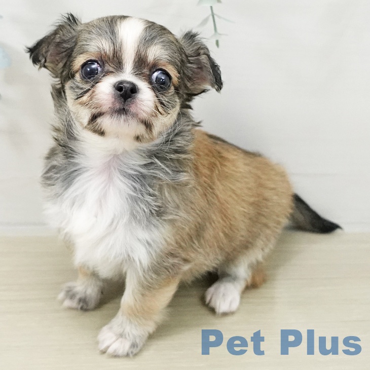 福島県のチワワ(ロング) (ペットプラス 福島店/2025年11月16日生まれ/女の子/フォーンホワイト)の子犬の2枚目の画像